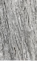 Tree Bark